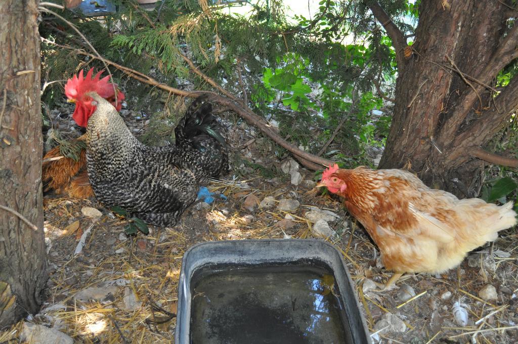 Farm Stay Il Carro Del Colle Collevalenza Luaran gambar